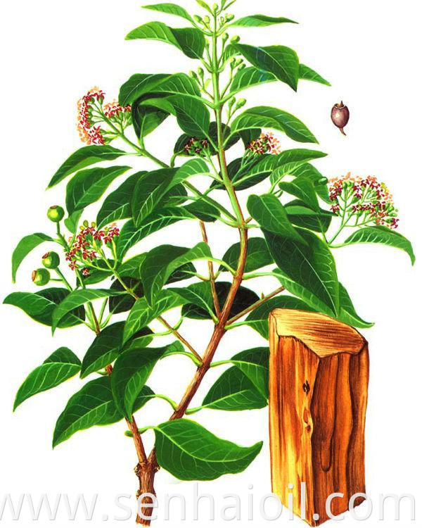 Natural and Pure Sandalwood Essential Oil